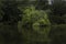 Lush Vegetation Along the Wakulla River