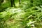 Lush vegetation of Casentino secular forest, one of the largest forest in Europe, extraordinarily rich in flora and fauna. Foreste