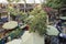 Lush vegetation at covered market courtyard, Funchal, Madeira