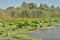 Lush vegetation in Danube delta