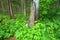 Lush Vegetation Glacier National Park