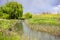 Lush vegetation growing on the shoreline of Guadalupe River, Santa Clara, South San Francisco bay area, California