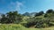 Lush vegetation grows on the meadow - grass, trees.