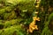 Lush vegetation, thick underbrush and fungi colony on giant tree