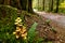 Lush vegetation, thick underbrush and fungi colony on giant tree