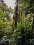 Lush vegetation on a trail in the rain forest