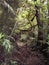 Lush vegetation on a trail in the rain forest