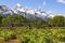 Lush vegetations under the food of snow mountain range Grand Teton