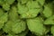 Lush vibrant green Pogostemon cablin patchouli plant leaves up close