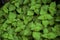 Lush vibrant green Pogostemon cablin patchouli plant leaves wet from rain