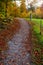 Lush vibrant woodlands path during the autum