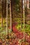 Lush vibrant woodlands path during the autumn