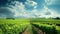 Lush vineyard rows leading to the horizon, the sky granting vast copy space above.