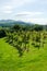 A lush vinyard in Caernarfon, north Wales. View to the mountains of the Llyn peninsula, in the distance.