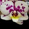 Lush violet white veined orchid blossom macro on black background