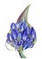 lush watercolor blue onion flower