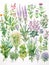 Lush Watercolor Herb Garden: Each Plant Distinct and Detailed AI Generated