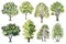 Lush Watercolor Linden Tree Forest Collection .