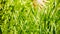 Lush weeds in wind,grassland,Wheat seedling,barley,wild-herbs,vegetables.