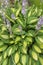 Lush well-groomed Bush Hosta variegated