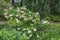 Lush well-groomed pink hydrangea bush