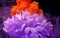 Lush white chrysanthemum flower on a purple background