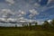 Lush white clouds in the blue morning sky over low swamp pine trees