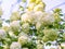 Lush white flowers of viburnum roseum