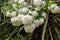 Lush white flowers of viburnum roseum