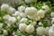 Lush white flowers of viburnum roseum