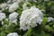 Lush white hydrangea flowers in summer