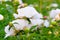 Lush white peonies in bloom