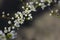 Lush white plum blossom. Spring. Plum tree branch. Green background