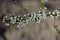 Lush white plum blossom. Spring. Plum tree branch. Green background