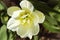 A lush white-yellow Tulip flower.