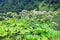 Lush Wild Giant Hogweed plant