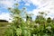 Lush Wild Giant Hogweed plant with blossom. Poisonous plant