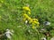 Lush Wild Giant Hogweed plant . Poisonous plant