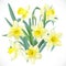 Lush yellow daffodils isolated on a white