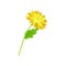 Lush yellow flower on a thin stalk. Vector illustration on white background.