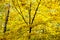 lush yellow foliage of maple tree and birch trunk