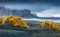 Lush yellow grass on black sand dunes.