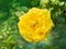 Lush yellow Persian rose Bud on green Bush, green background.