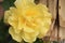 Lush yellow rose with bug