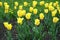 Lush yellow tulips in bloom