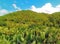 Lushful green hill of the Tabuelan