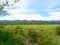 Lushful meadow with beautiful landscape