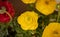 Lushly blooming Asian buttercups ranunculus in pots on the balcony