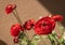 Lushly blooming Asian buttercups ranunculus in pots on the balcony