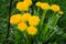 Lushly blooming dandelions in the garden in spring